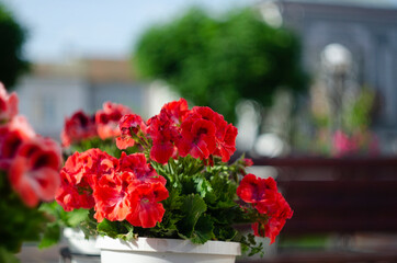 Pink geranium pelargonium in greenhouse of botanical garden.