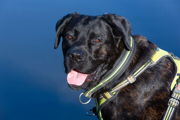 friendly looking cane corso mix