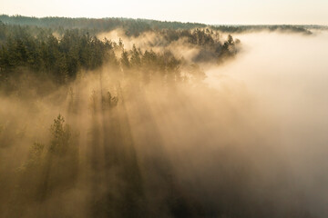 Gorgeous sunlight above the misty forest