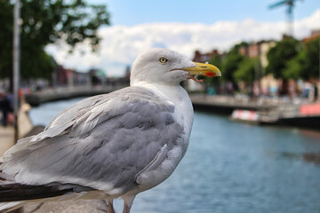 Seagull in Dublin.