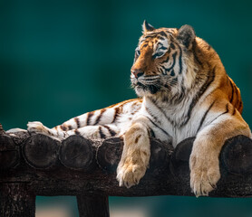 Siberian or Amur tiger with black stripes lying down on wooden deck. Full big size portrait looking left. Close view with green blurred background. Wild animals watching, big cat - obrazy, fototapety, plakaty