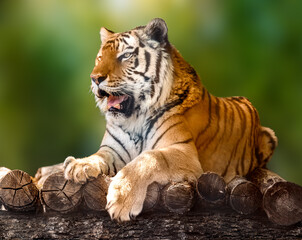 Siberian or Amur tiger with black stripes lying down on wooden deck. Full big size portrait looking...