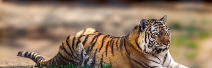 Siberian or Amur tiger with black stripes lying down on blurred background. Full size portrait. Close view with sandy selective focus background. Wild animals watching, big cat © Kathrine Andi