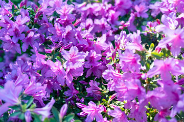 Obraz premium Floral background of pink purple rhododendron flowers close up copy space, botanical Rhododendron ponticum, beauty in nature, selective focus, blossoming plant