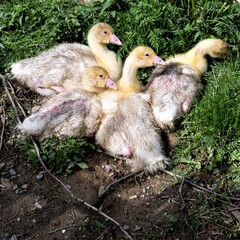 Vier heranwachsende Entenküken