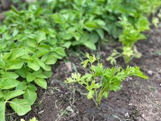 céleri branches ,légume, plantation au potager