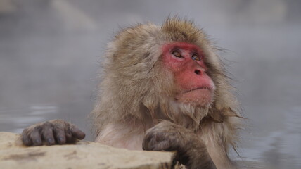 Visit the Japanese Monkey Park