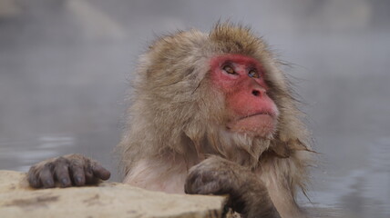 Naklejka premium Visit the Japanese Monkey Park