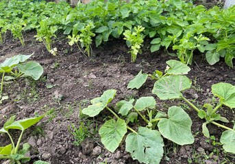 céleri branches ,légume, plantation au potager