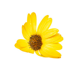 Bright beautiful osteospermum african daisy flower isolated on the white background