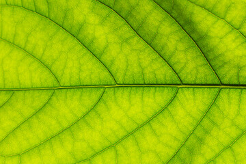Fototapeta na wymiar Background made of green fresh leaves.