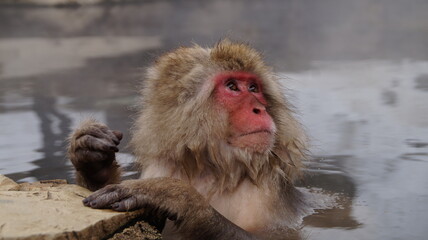 Visit the Japanese Monkey Park