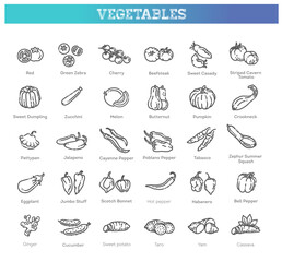 Vector collection with various kind of tomatoes, peppers, squashes and other vegetables