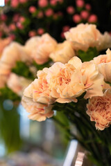 Blume Rosa Grün Natur
