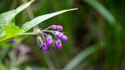 Beautiful flower, nature reserve Carska bara in Serbia.
