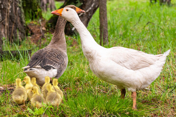Couple of geese with small yellow goslings on a walk