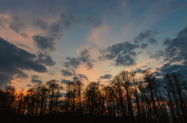 forest on the background of the evening sky with clouds 