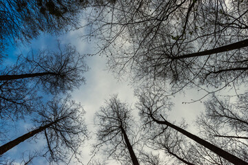 trees in the forest against the sky with clouds 