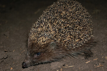 hedgehog walks in the field at night 