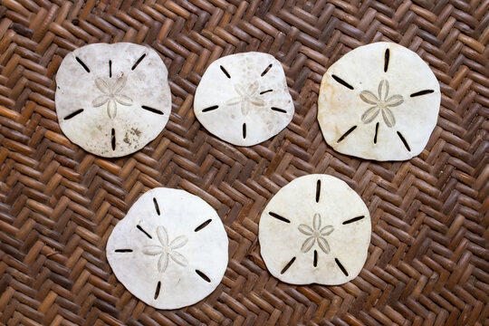  Bright white dried sand dollars, the skeleton of a sea urchin or sea biscuit, on a woven brown wood or palm background. Beach finds, beach combing, shell collection, taxonomy, science, marine, five.