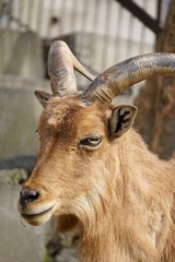 Observe goats at the zoo