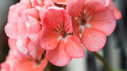 close up of pink flower