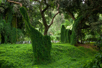 tropical forest park Almendares a ritual place of power in the vicinity of Havana