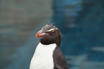 Rockhopper penguins at the zoo
