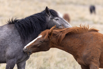 Obraz premium Pair of Wild Horse Stallions in the Utah Desert