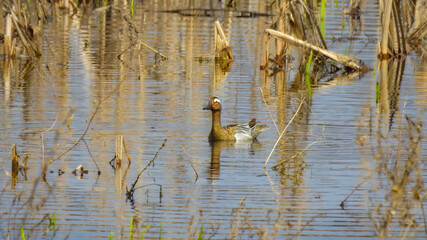Chirok-codfish, lat. Spatula querquedula, with a white stripe above the eye, floats down the river on a spring day. Wild duck.