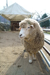 Obraz premium Sheep raised on the ranch