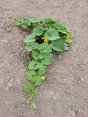 tiny pumpkin and a freshly opened pumpkin flower