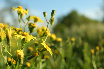 Beautiful yellow flowers growing in meadow on sunny day, closeup. Space for text