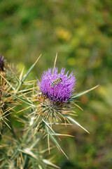 thistle flower and a feeding bee