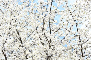 Beautiful white delicate flowers bloom on a cherry tree on a sunny spring day against a blue bright sky