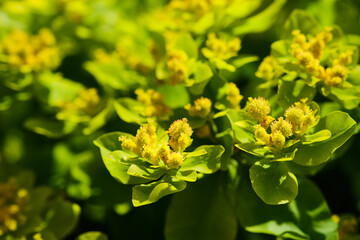 Marsh spurge shrub close up