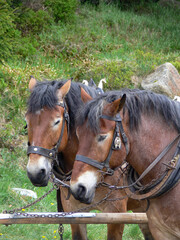 Obraz premium Portrait of two draft horses