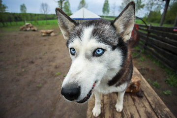 Blue-eyed husky poses for the camera. Portrait of the Siberian husky. Friendship forever.