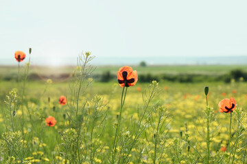 Beautiful flowers growing in meadow on sunny day