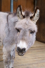 A donkey with a gray coat