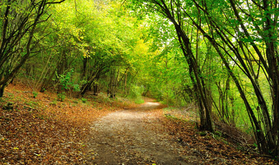 Autumn road in forest