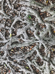 white tree trunk close up wallpaper picture natural