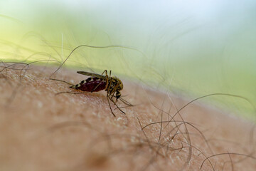 One mosquito sits on the hand, pierces the skin and sucks human blood