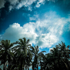 beautiful blue white sky with green coconut tree 