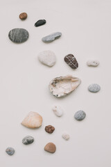 Sea shells pattern on white background. Summer concept. Flat lay, top view