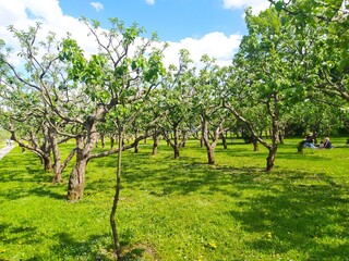 orchard in spring