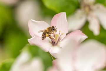 close up of a bee collecting nectar on a apple tree blossom