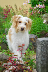 Kromfohrländer dog, white with tan markings rough hair long-haired, a rare dog breed from Germany, standing in a flowery garden