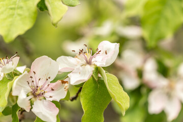 close up of blooming apple tree blossoms