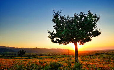 Fototapeta na wymiar Single tree in sunset light